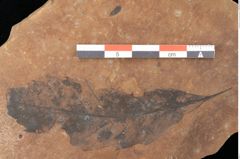 Foto (Detailsansicht) von Quercus palaeoilex Ettingshausen (NHMW-GEO-2024-0188-0896)